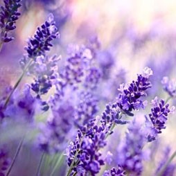 Lavender Spa
