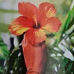 Offerte e Promozioni 24 The Last Paradise Yankee Candle – Tart