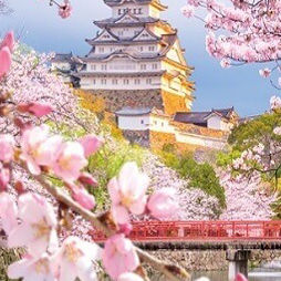 Sakura Blossom Festival Yankee Candle – Tart