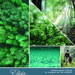 Bayside Cedar Yankee Candle – Tart